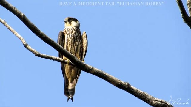 DIFFERENT TAIL "EURASIAN HOBBY" @ Jay Solanki смотреть онлайн
