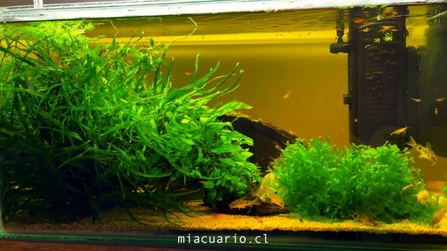 El acuario de las Corydoras смотреть онлайн