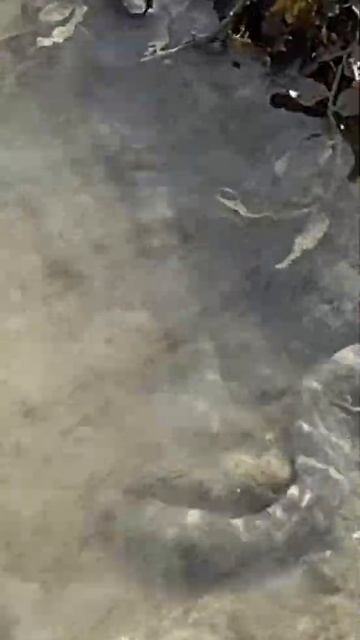 Sea Krait - Dead Corals #NatureattheBest смотреть онлайн