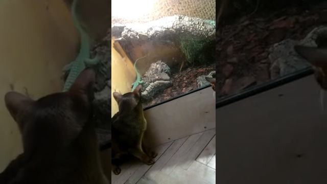 Изумрудный варан Varanus prasinus смотреть онлайн