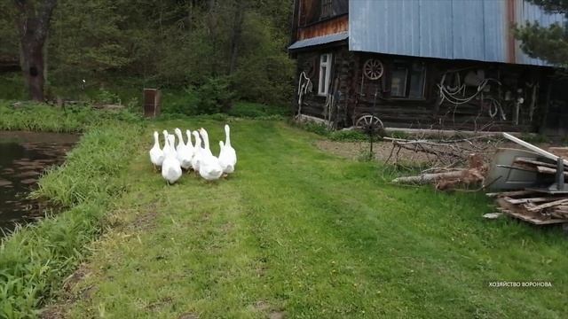 Дикая утка увела гусей от своих яиц смотреть онлайн