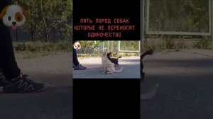 Топ 5 пород собак которые не переносят одиночество 🐕