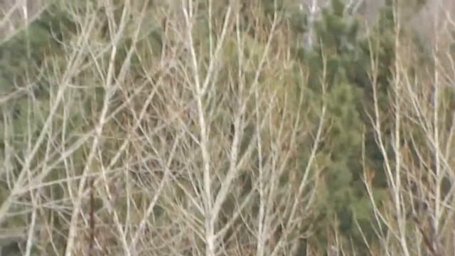 Весна на подходе. Щеглы прилетели. Подольск. 21 февраля 2022 г. смотреть онлайн