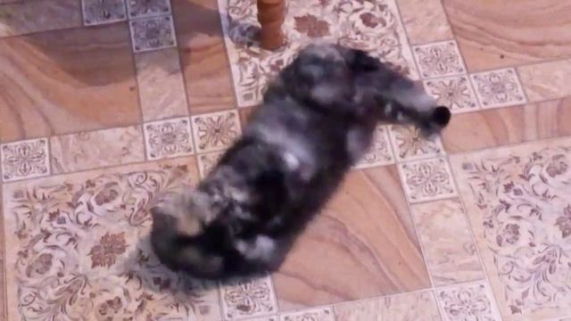 Бешеная кошка смотреть онлайн