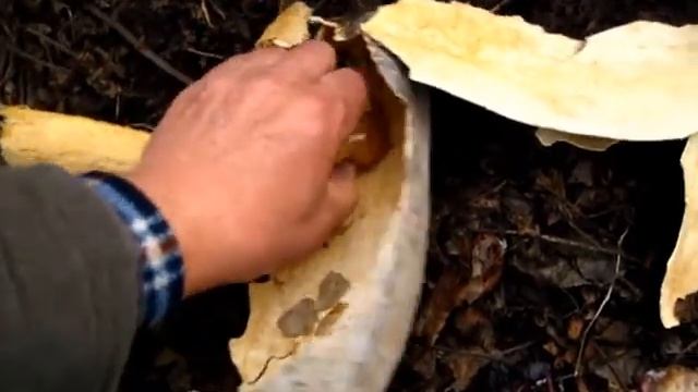 ЧТО СУЧИЛОСЬ С КАБАЧКОМ, которыЙ  пролежал всю зиму под открытым  НЕБОМ