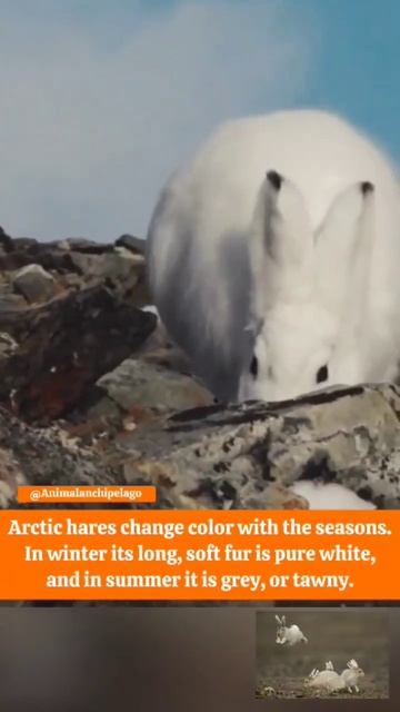 Arctic hare #shorts смотреть онлайн