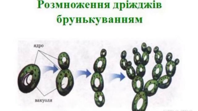 Основи біології. Царство Гриби Ч 6. смотреть онлайн