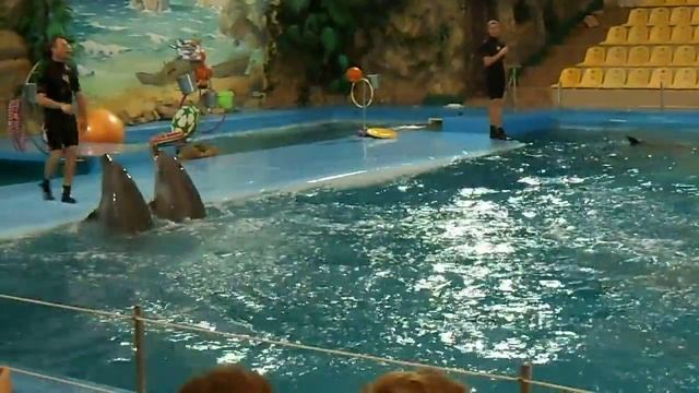 Харьковский дельфинарий смотреть онлайн