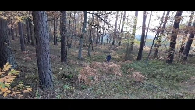 Udane Grzybobranie 29-10-2020 Wyprawa na grzyby w październiku ГРИБЫ HUBY ZBIERANIE GRZYBÓW смотреть онлайн