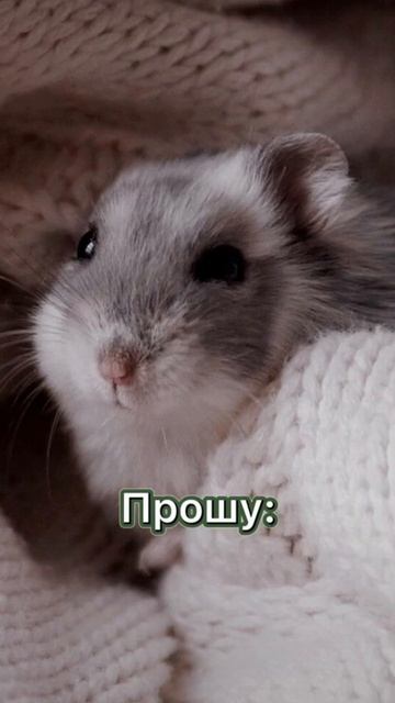 Самые смешные животные!Приколы с котами и собаками!Всем миллион улыбок! Всем веселья! Всем добра! смотреть онлайн