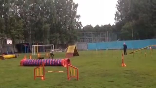 Сапицкая Лиза и Джессика, аджилити 12.08.2018, г. Екатеринбург смотреть онлайн