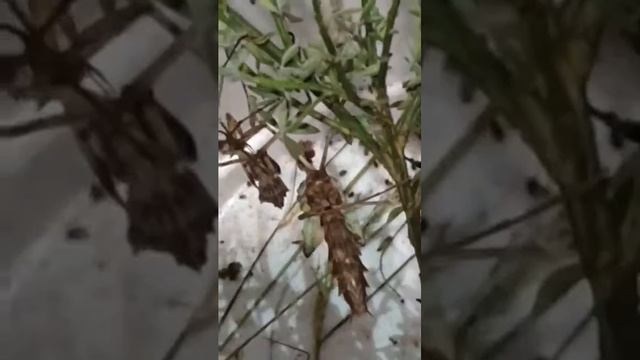 French Devil Mantis (Empusa Pennata) End molting! смотреть онлайн