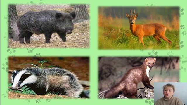 Урок географії 8 клас. Тема. Рослинний і тваринний світ Європи. Вчитель Ольга Семенівна