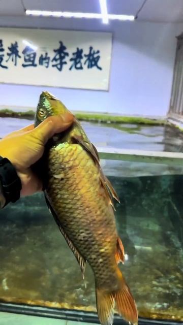 Arapaima fish 🤯❤️ attack #shortsfeed #arapaima #monsterfish #shorts #viralshorts #ytshorts #viral смотреть онлайн