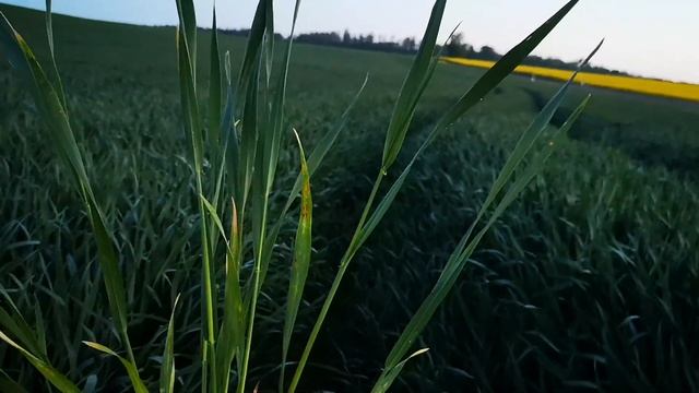 Winterweizen jetzt schon spritzen - sind Gelbrost und Septoria zu erwarten. 3. Gabe vorziehen. смотреть онлайн