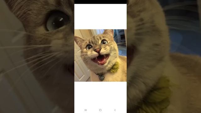 кошачьи мемы🙂 смотреть онлайн