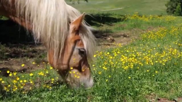 Farm Animals Part - Dog, Horse, Chicken, Duck, Pig, Horse, Cow, Sheep, Birds. Animal sounds смотреть онлайн