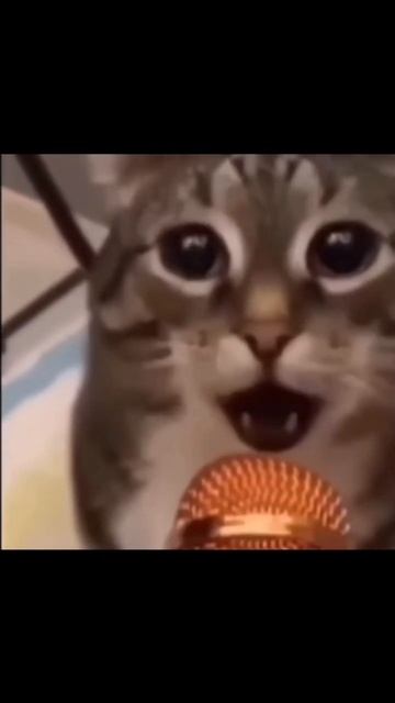 я хочу...... #сосать #лучше #кот #мем #рашен_китовица смотреть онлайн