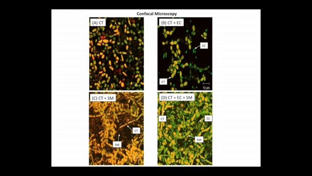 MSGERC 2016 Biennial Meeting -Candida :Mahmoud Ghannoum
