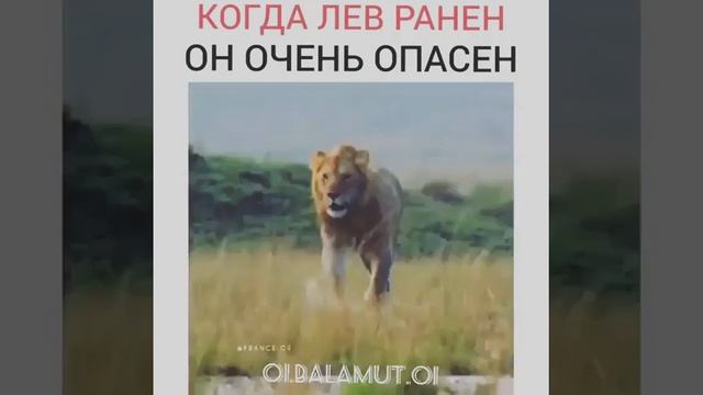 Когда лев ранен ,он очень опасен! смотреть онлайн