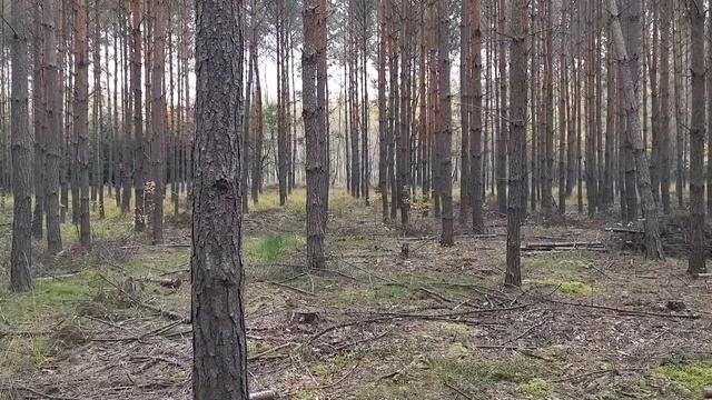 Idziemy Na Podgrzybki. Chciałbym Nazbierać Bo One Są Nie Dla Mnie.