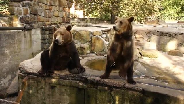 Battle bears [Coub] смотреть онлайн