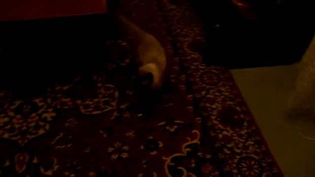 реакция котэ на визг!!!!!!!!!!!! смотреть онлайн