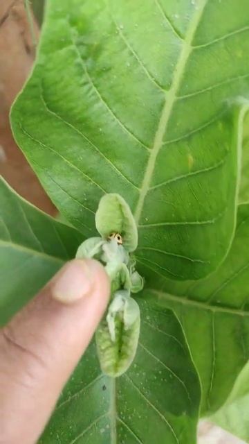 cute little yellow coloured lady bug 😍#shorts #viral #insects #2022 смотреть онлайн