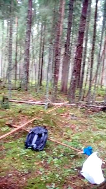 Белые грибы в лесу-бывшая Финляндия.