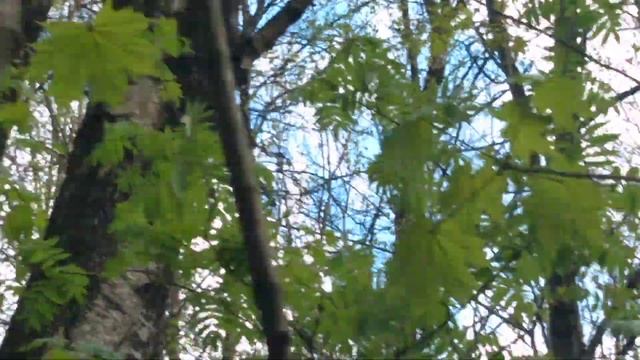 2023.04.26. Смоленск. Рядовка. Белочка разорила гнездо птиц. Часть 002. смотреть онлайн