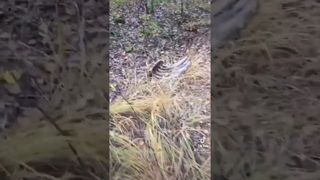 Пошла за грибами, а нашла кости