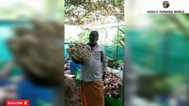 Macrocybe gigantea mushroom смотреть онлайн