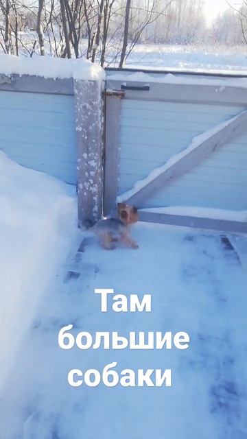 Там большие собаки. #shorts #el_эльдорадо #_мой_город смотреть онлайн
