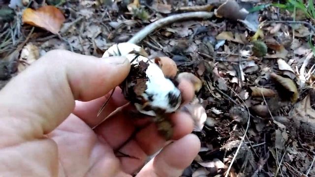 Grzyby 2020. Dobra miejscówka na borowiki. смотреть онлайн