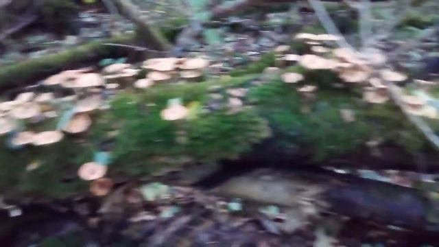 Снова за опятами