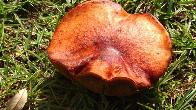 Funky Fungi HD 1080p смотреть онлайн