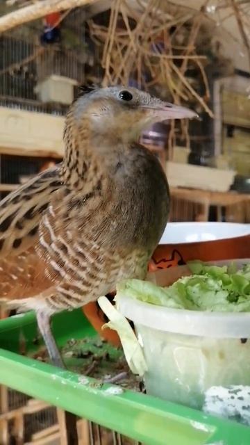 Мой коростель смотреть онлайн