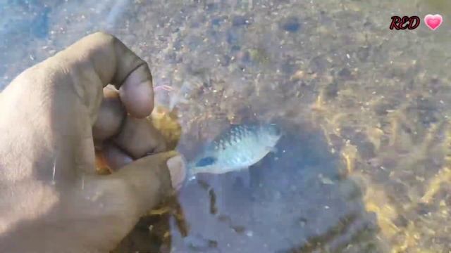 Fresh water fish ll Puntius Assimilis ll Today Fishing ll நன்னீர் மீன்கள் смотреть онлайн