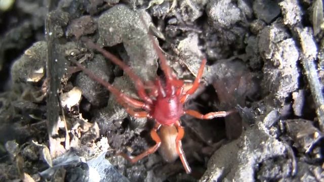 Beautiful Red Spider (Dysdera Crocata) HD смотреть онлайн