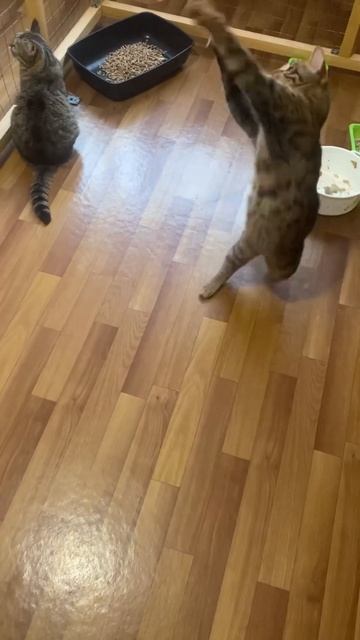 утренние игры смотреть онлайн