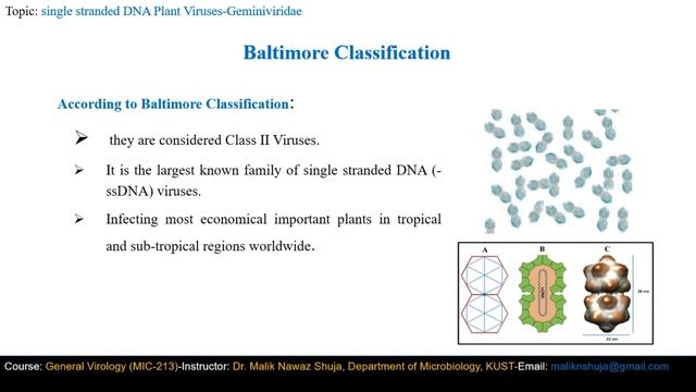 FACULTY194-MIC231-KUST20201-L9-V1-General Virology-Single Stranded DNA virus-Family Geminiviridae смотреть онлайн