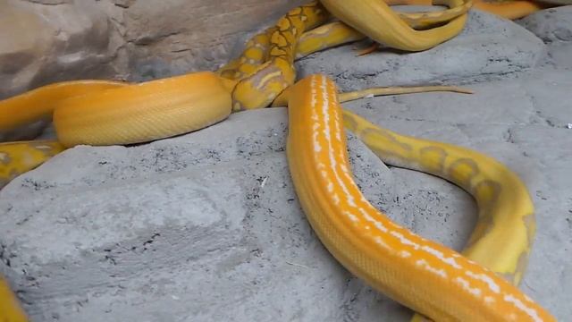 Snakes that Glow Like the Sun! смотреть онлайн