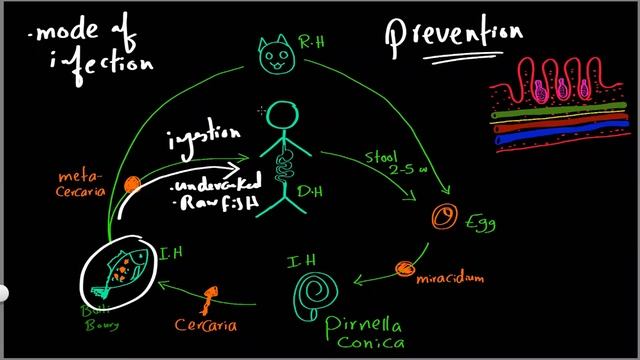 Parasitology 04 H hetrophyes »DrMoaz смотреть онлайн