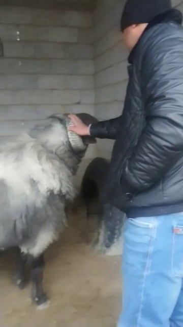 TIGER 4 YOSHGA TOʻLDI #youtubeshorts #respect смотреть онлайн