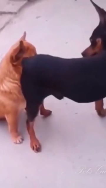 Smell my butt, bro #shorts смотреть онлайн