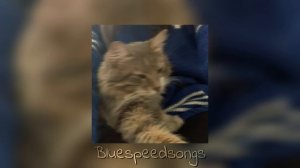 Sohodolls - Bang Bang Bang Bang (slowed)