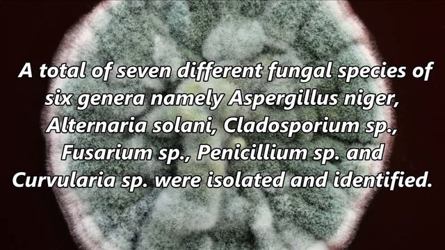 Incidence of Air-Borne Mycoflora of Baghsar Fort and its Allied Areas from Samahni Valley District смотреть онлайн