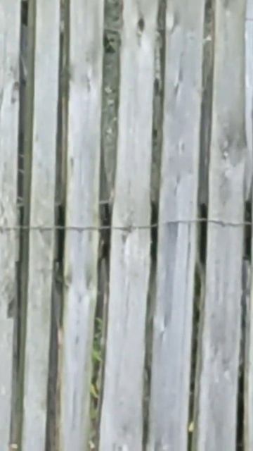 Белочка в саду смотреть онлайн