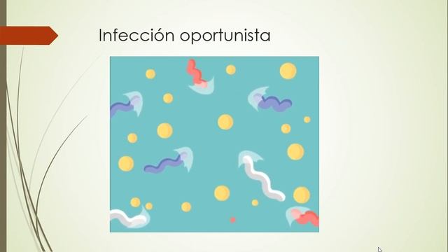 Pneumocystis Jiroveci смотреть онлайн