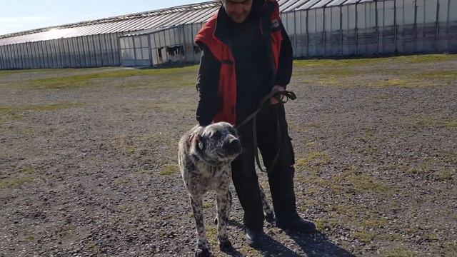 Аладжа дочка Арваны с Туркмении смотреть онлайн